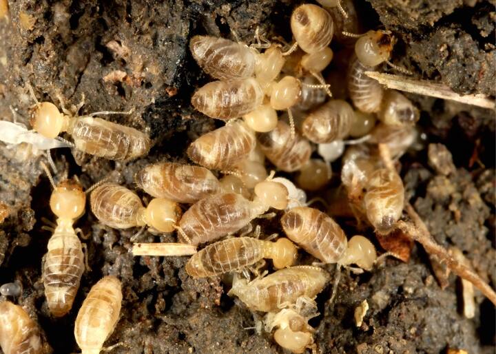 Termite Facts & FAQs | Termites in Alabama